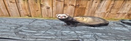 Ferret rodents for sale: 4 x bonded ferrets - Advert 4
