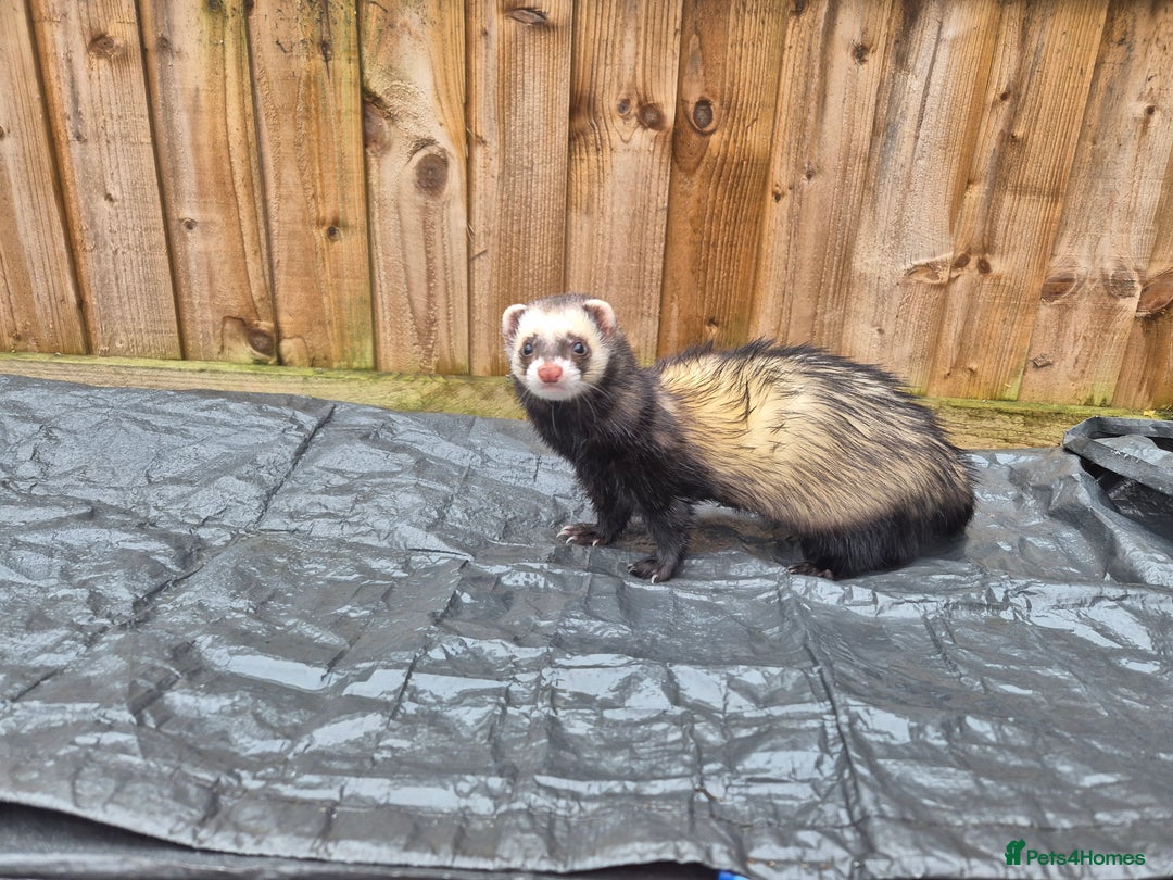 Ferret rodents for sale: 4 x bonded ferrets - Advert 4