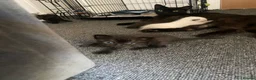 Mixed Breed cats for sale: 6 gorgeous kittens in Sheerness - Advert 8