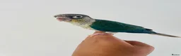 Conures birds for sale: Hand reared conures for sale  - Advert 3