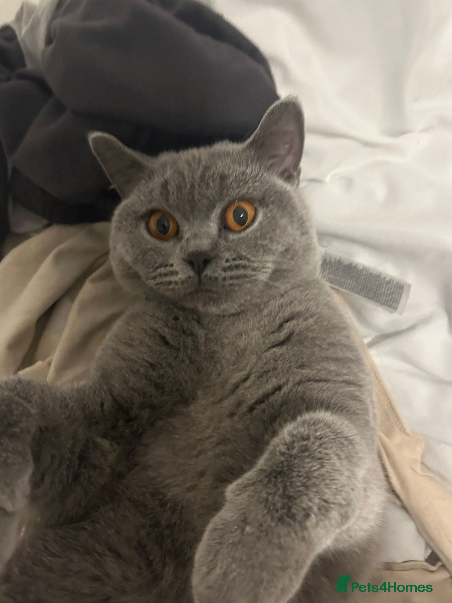 British Shorthair cats for sale: Cute Playful British shorthair kitten - Advert 2