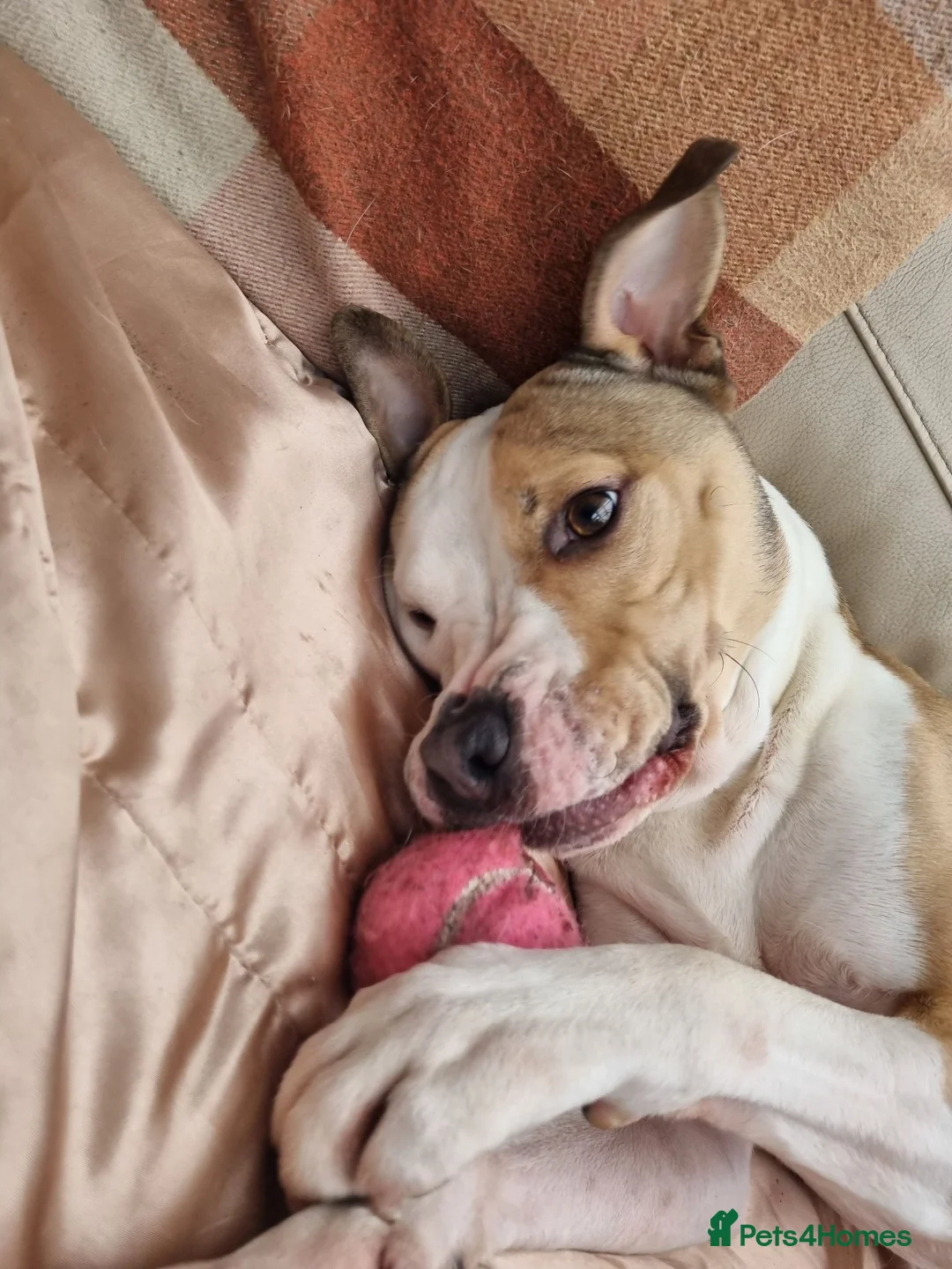 American Bull Staffy dogs for sale: Beautiful Male American Staff in Wigston - Advert 1