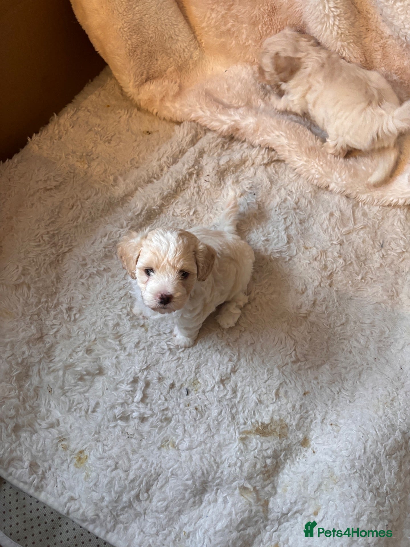 Maltipoo dogs for sale: TinyToy Korean maltipoo 1 boy ready for new home - Advert 2