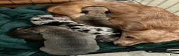 Chihuahua dogs for sale: Beautiful chihuahuas  in Purfleet - Advert 14