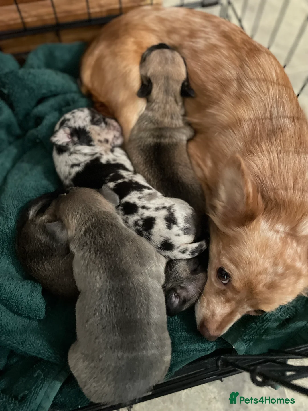 Chihuahua dogs for sale: Beautiful chihuahuas  in Purfleet - Advert 14