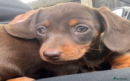 Miniature Dachshund dogs for sale: Miniature dachshunds - Image 40