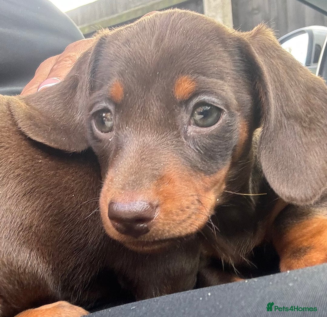 Miniature Dachshund dogs for sale: Miniature dachshunds - Image 40