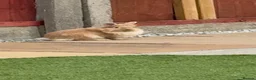 Mixed Breed rabbits for sale: 2 rabbits for sale  - Advert 2