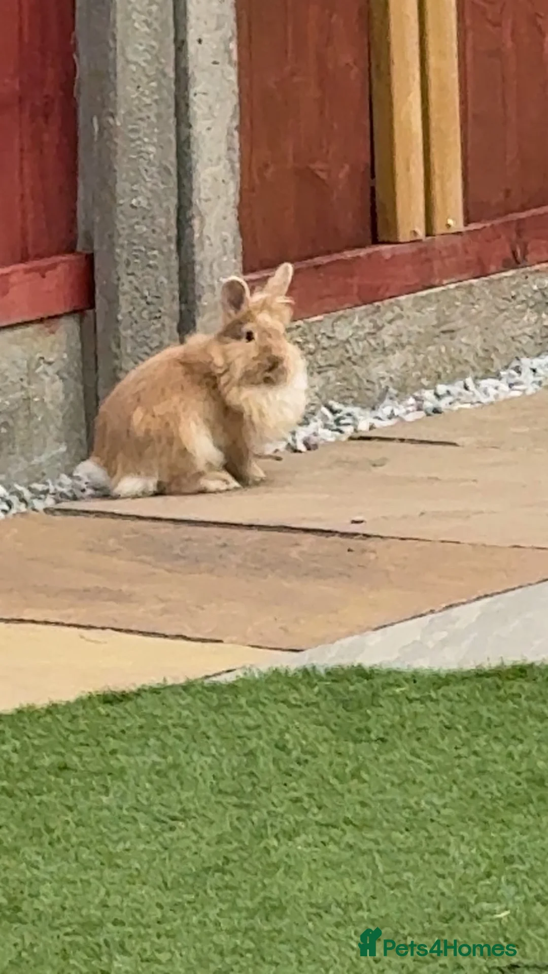 Mixed Breed rabbits for sale: 2 rabbits for sale  - Advert 2