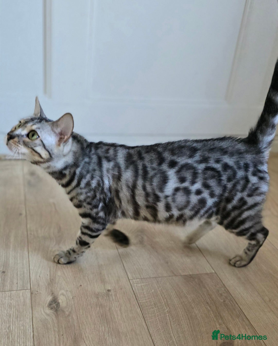 Bengal cats for sale: Tica registered Silver Bengal Girl  - Image 4