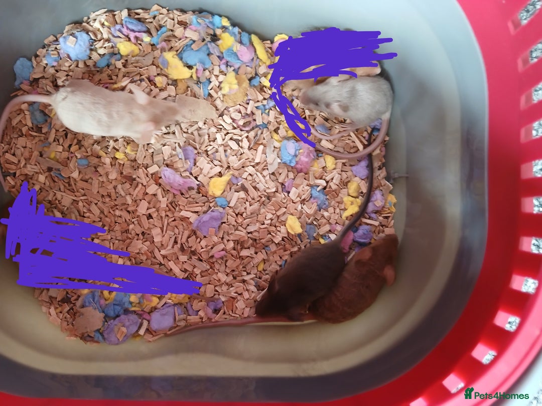 Mouse rodents for sale: Fancy mice for sale  - Image 2
