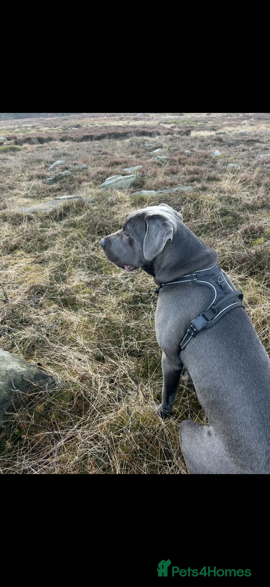 Cane Corso dogs for sale: Male 8 month old Cane Corso - Ghost - Advert 2