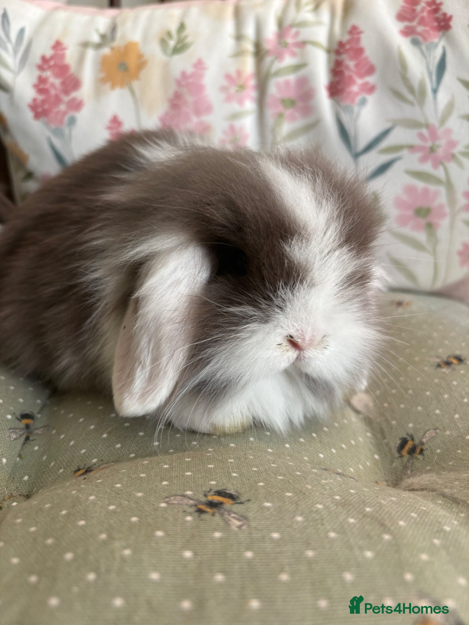 Mini Lop rabbits Mini lops-raised indoors-vaccinated  - Advert 2
