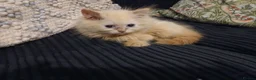 Siberian cats for sale: Pure Siberian kittens for sale - Advert 8