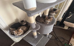 Scottish Fold cats for sale: 5 British Longhair and Scottish Straight kittens  - Image 16