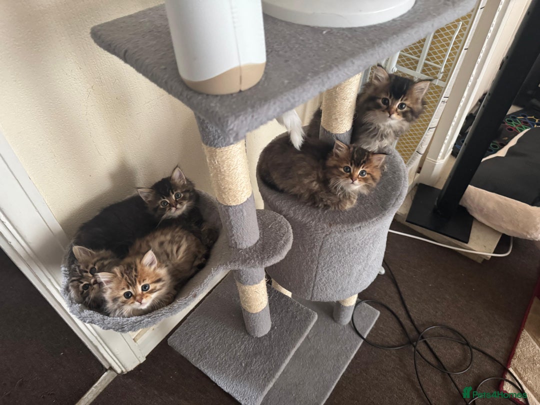 Scottish Fold cats for sale: 5 British Longhair and Scottish Straight kittens  - Image 16