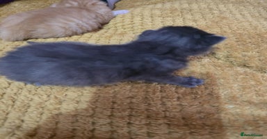 British Longhair cats - Advert 4