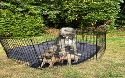 Lurcher dogs for sale: Beautiful lurcher puppies - Image 9