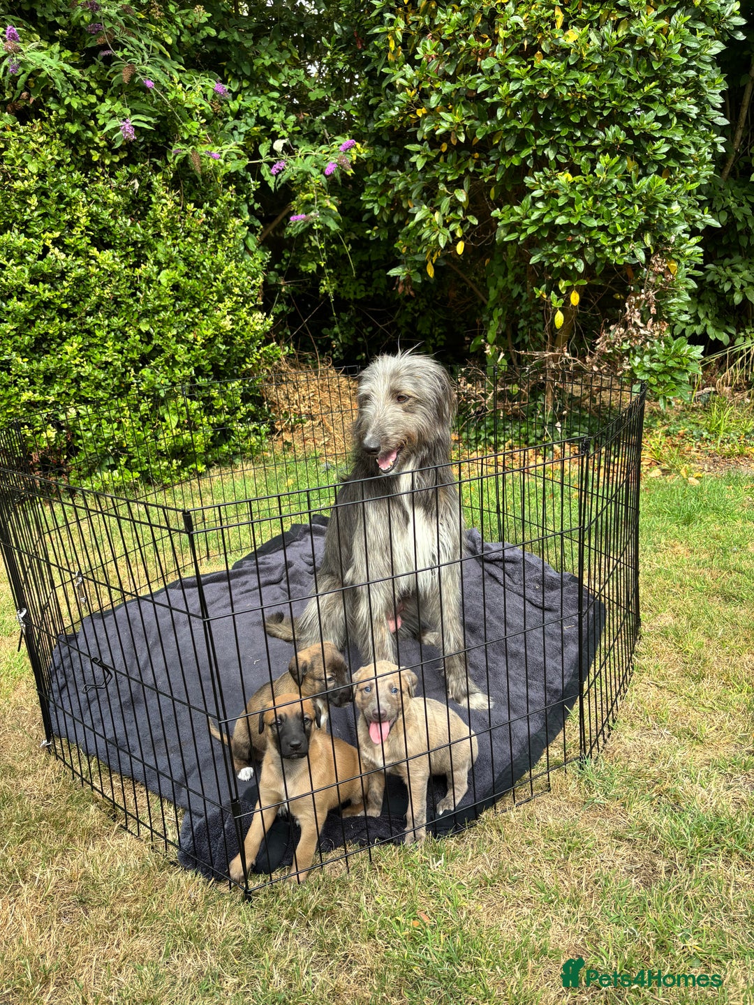 Lurcher dogs for sale: Beautiful lurcher puppies - Image 9
