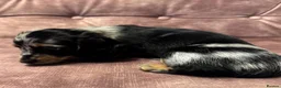 Dachshund dogs for sale: Miniature longhair dachshunds for sale - Advert 6