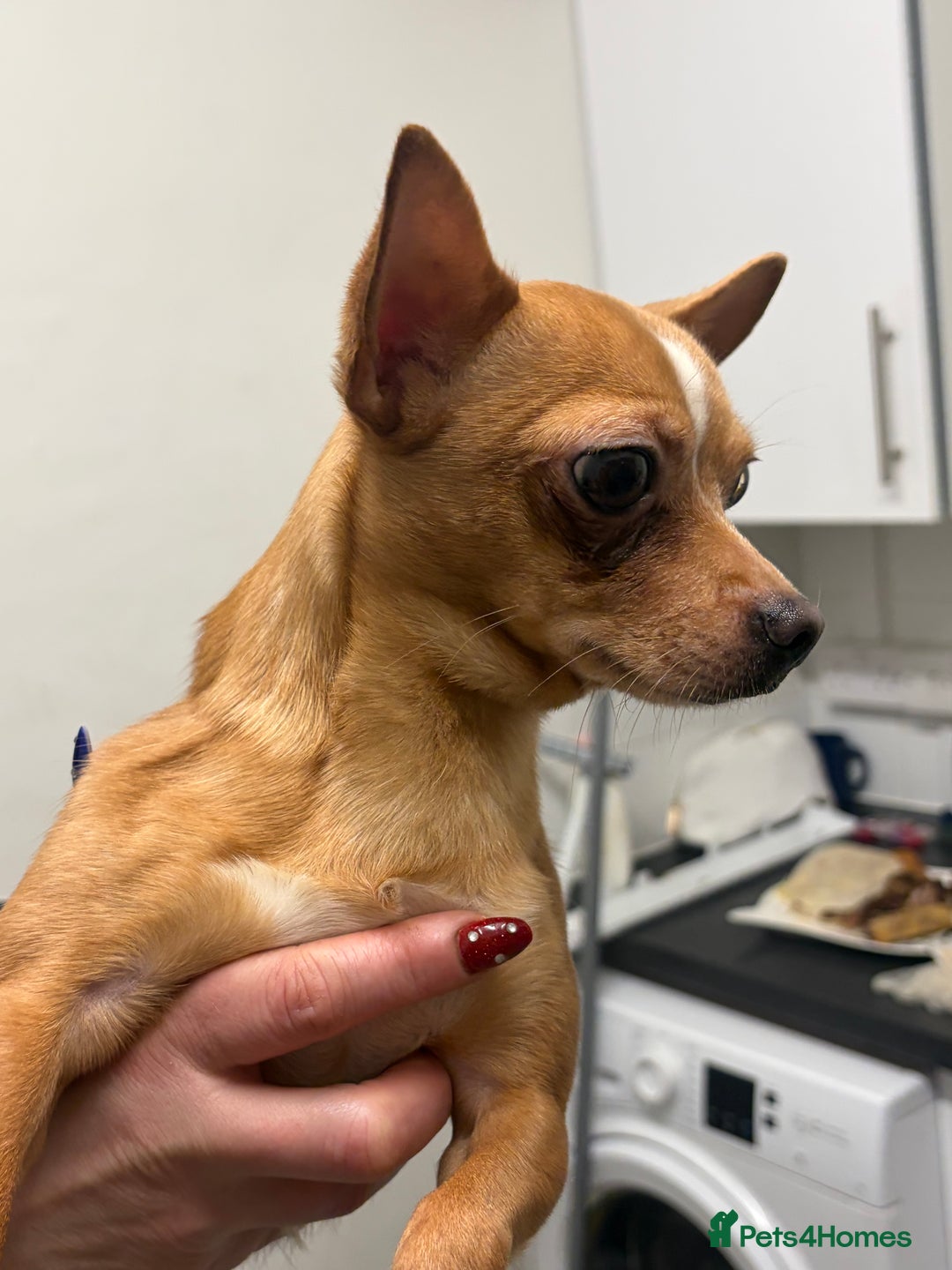 Chihuahua dogs for stud: George the chihuahua stud - Advert 4