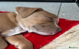 Staffordshire Bull Terrier dogs for sale: Ready now !! - Image 33