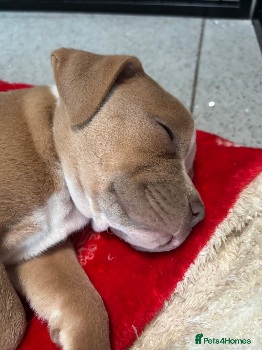 Staffordshire Bull Terrier dogs for sale: Ready now !! - Image 33