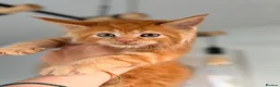 Maine Coon cats for sale: Registered Maine Coon kittens - Advert 1