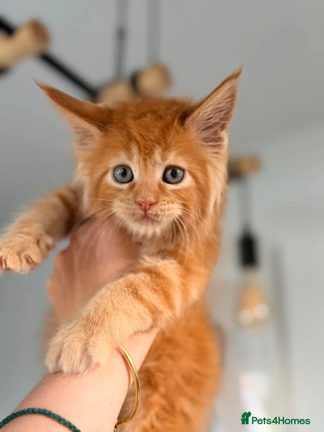 Maine Coon cats for sale: Registered Maine Coon kittens - Advert 1