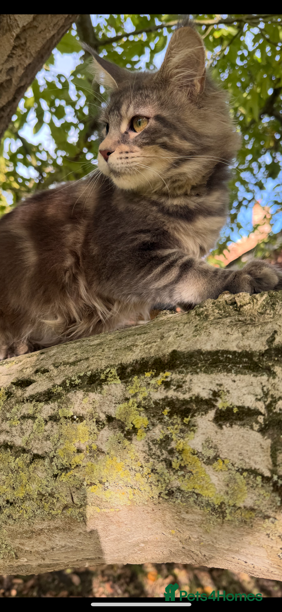 Maine Coon cats for sale: Three stunning pure bred Maine Coon girls - Image 13