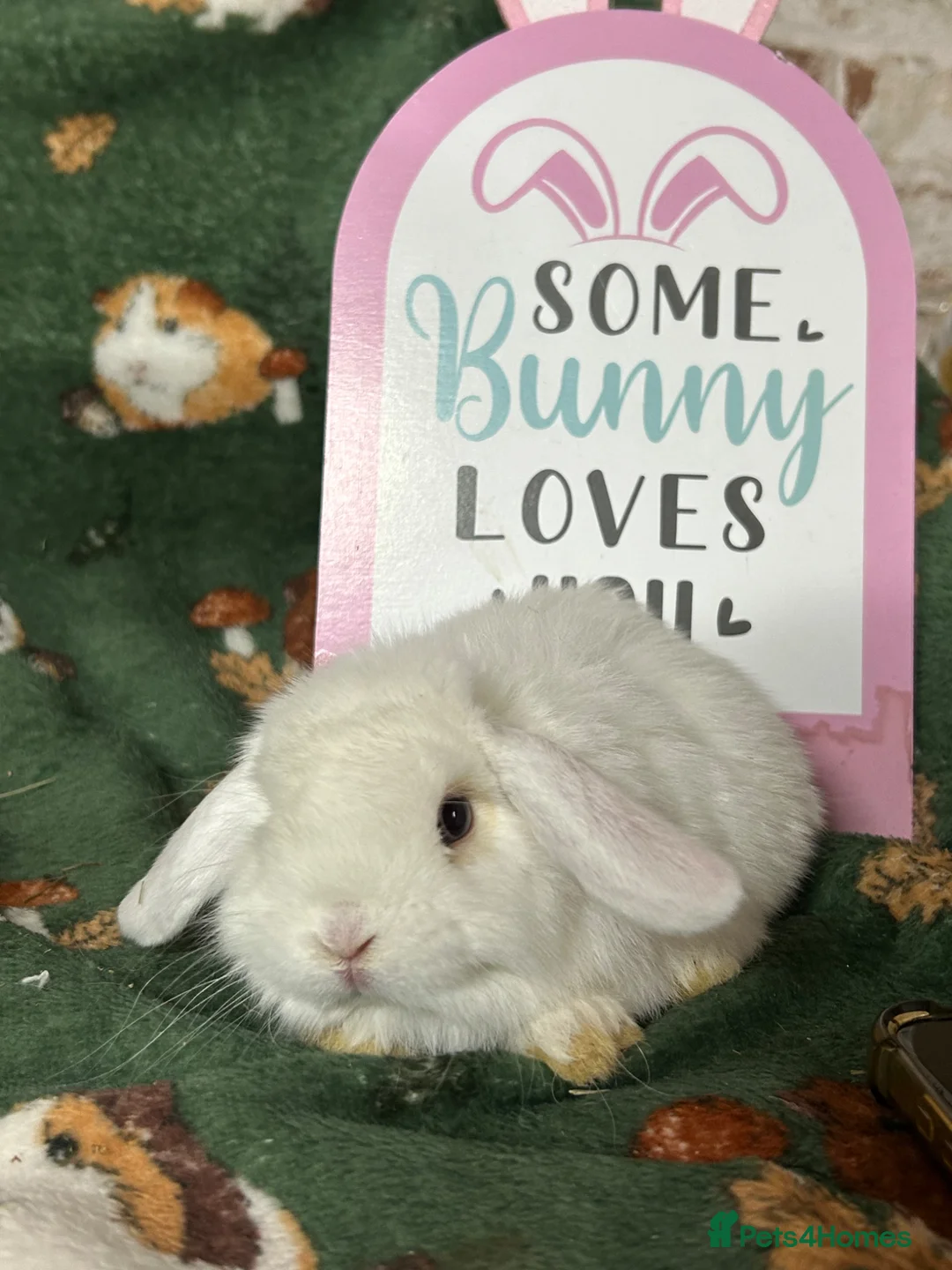 Mini Lop rabbits for sale: Beautiful Baby Mini Lops Ready now  - Advert 2