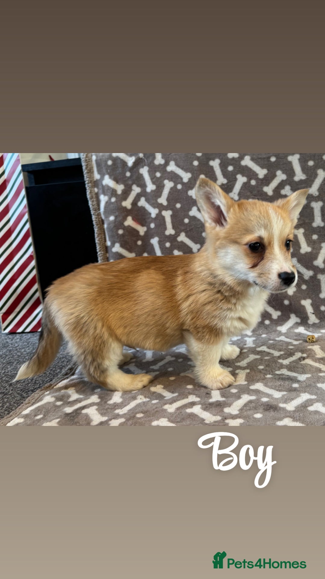 Welsh Corgi Pembroke dogs for sale: Beautiful Welsh Pembroke corgis - Advert 6