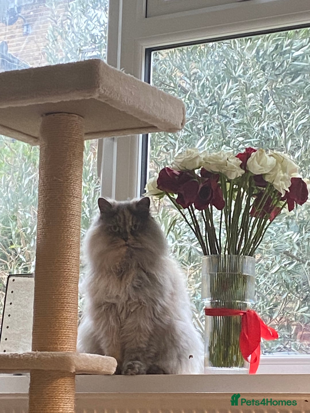 British Longhair cats for sale: Mixed colour Female British longhair  - Advert 3