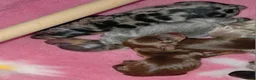 Miniature Dachshund dogs for sale: KC Miniature Dachshunds - Advert 8