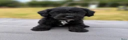 Jackapoo dogs for sale: Jackapoo puppies 🐾 - Advert 7