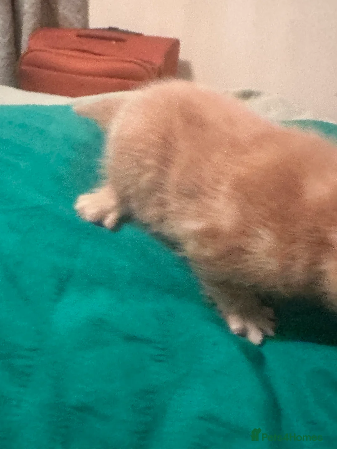 Mixed Breed cats for sale: Kittens for sale - Advert 14