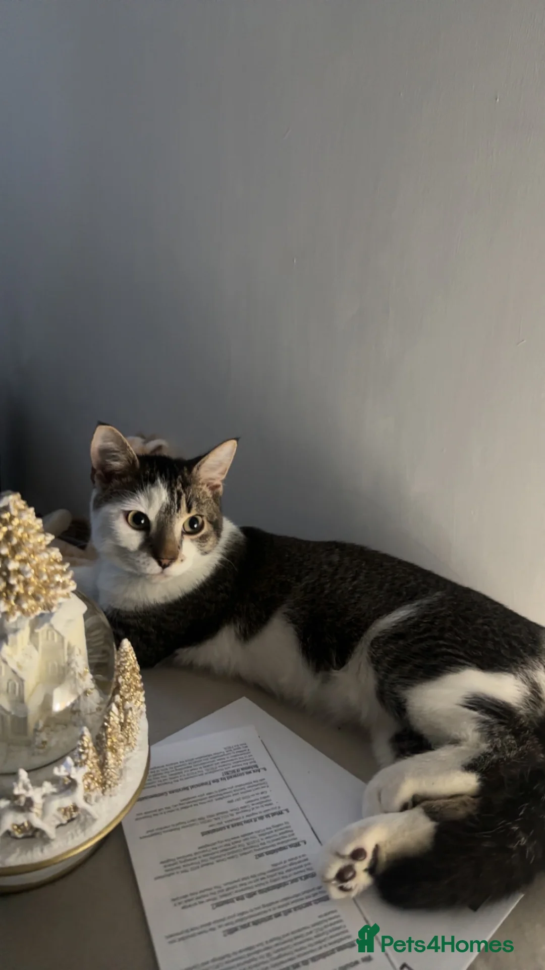 Mixed Breed cats for sale: Mixed breed maincoon  - Advert 2