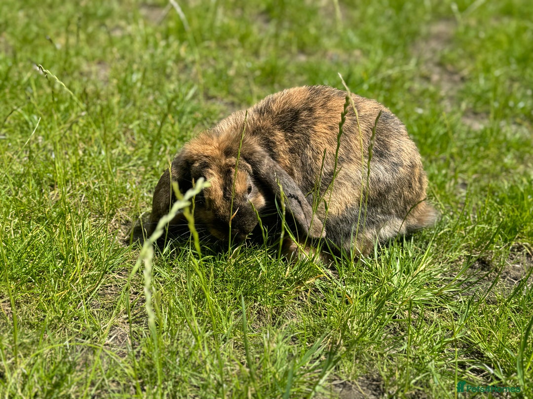 Alaska rabbits for sale: Rabbit for sale - Image 2