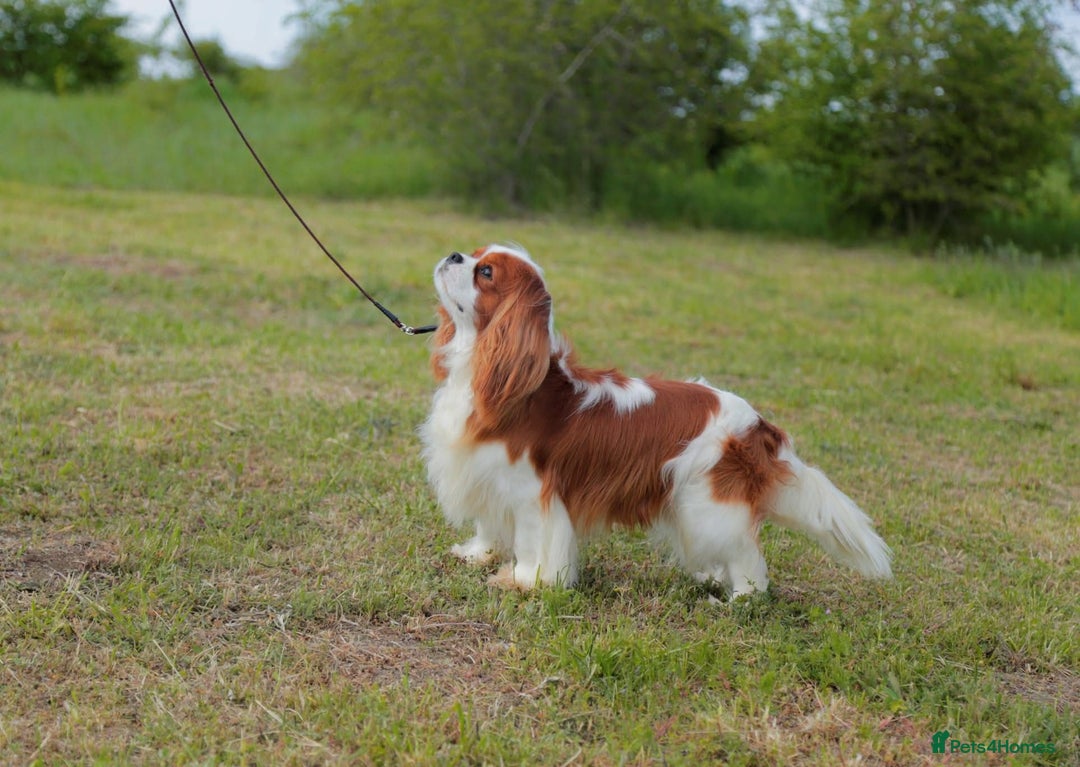Cavalier King Charles Spaniel dogs for sale: Cavalier King Charles Spaniel 3 x puppies - Advert 14
