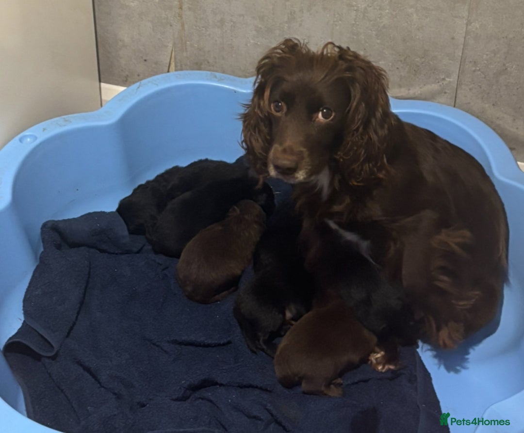 Mixed Breed dogs for sale: Cockeranians - Advert 12