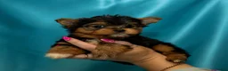 Yorkshire Terrier dogs for sale: 🐾 Cute puppies are looking for a loving home! 🐾 - Advert 6