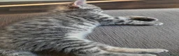 Mixed Breed cats for sale: 3 kittens for sale - Advert 3