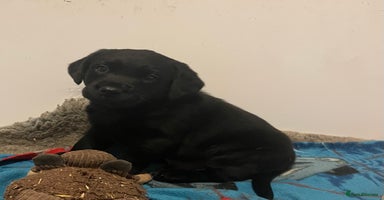 Labrador Retriever dogs - Advert 11