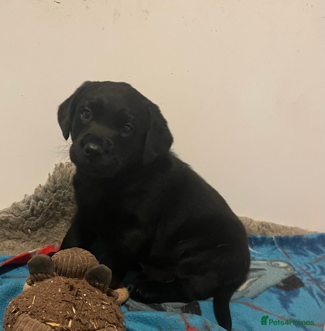 Labrador Retriever dogs for sale: Black Labrador puppies - Image 4