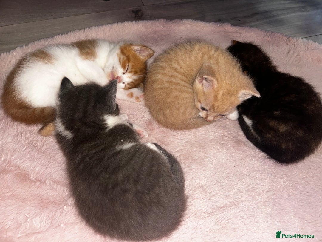 British Shorthair cats for sale: Four Adorable Kittens 🤍 - Advert 8