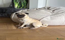 Pug dogs for sale: 2 year old pug for sale  - Image 1