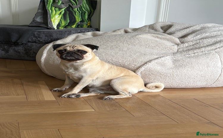 Pug dogs - Advert 5