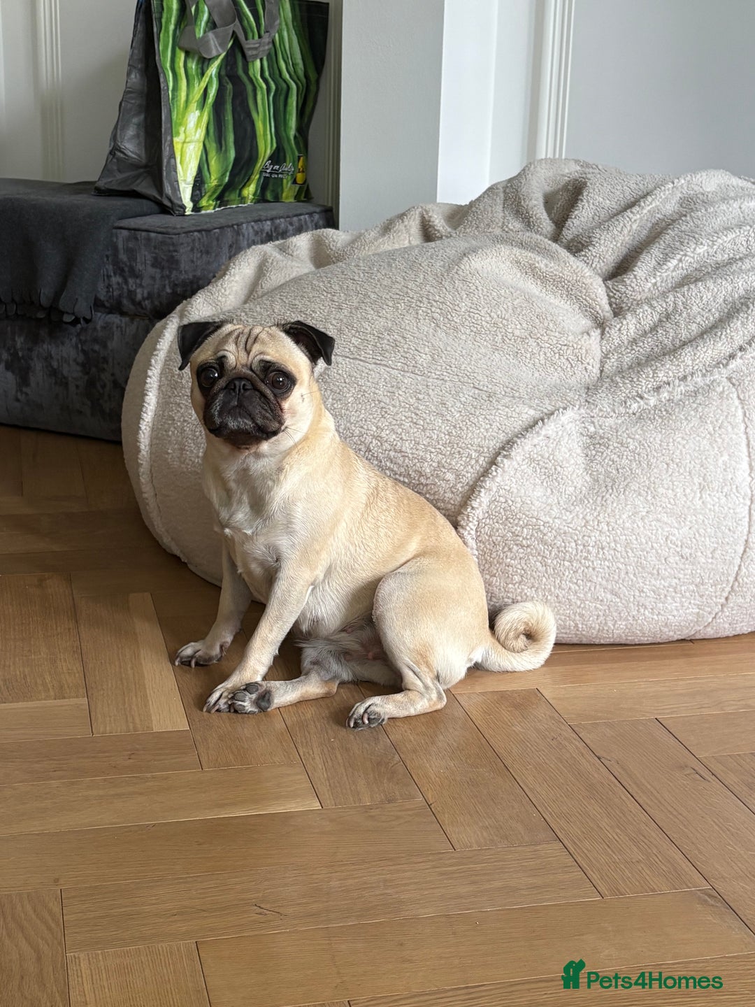 Pug dogs for sale: 2 year old pug for sale  - Image 1