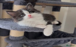 British Longhair cats for sale: 3 Gorgeous Fluffy Cuddly Babies! - Image 1