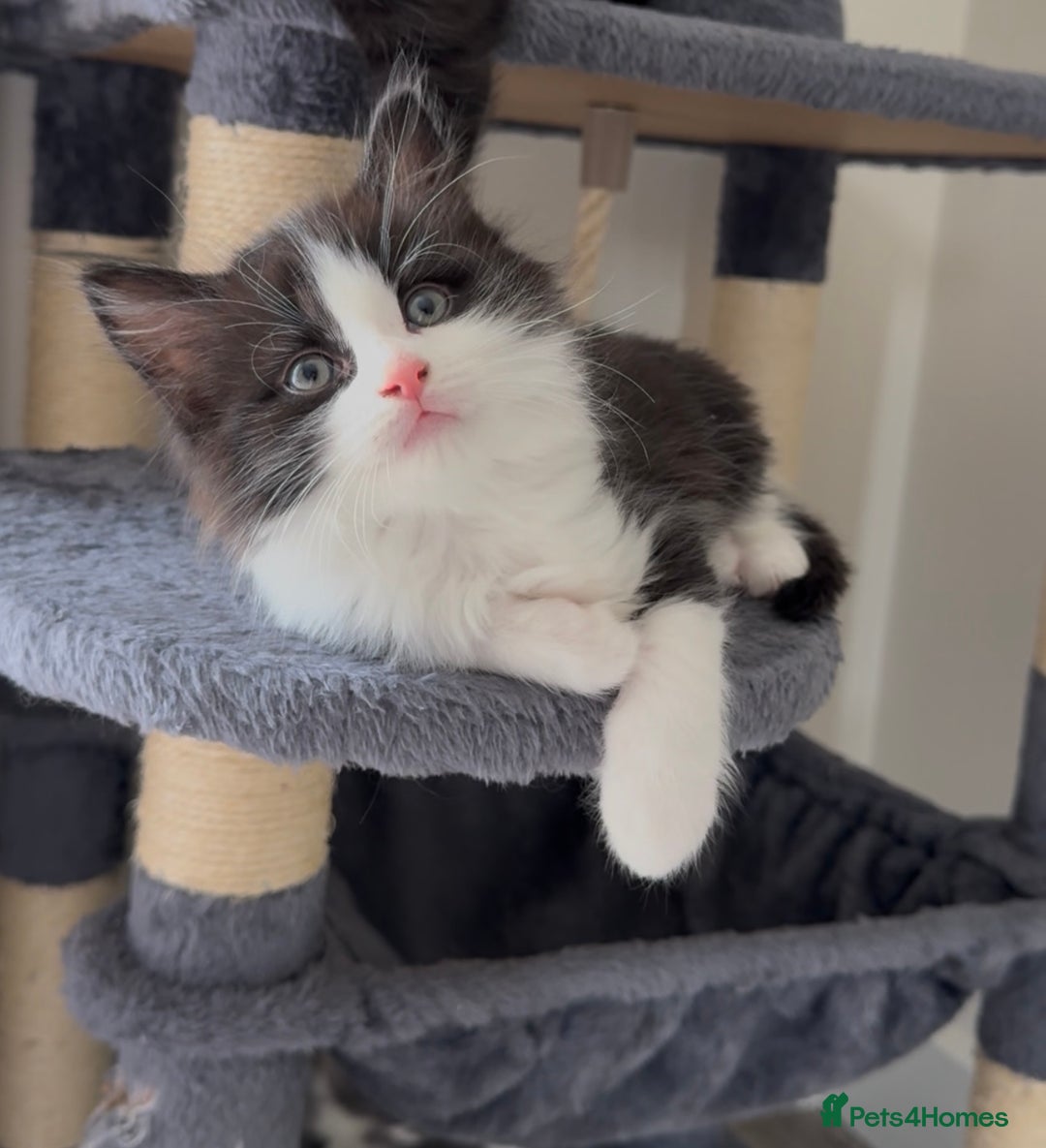 British Longhair cats for sale: 3 Gorgeous Fluffy Cuddly Babies! - Image 1